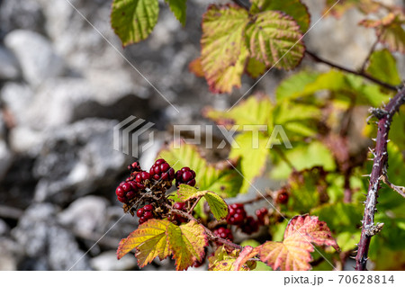 A bush with green leaves, red berries and red autumn leaves 70628814
