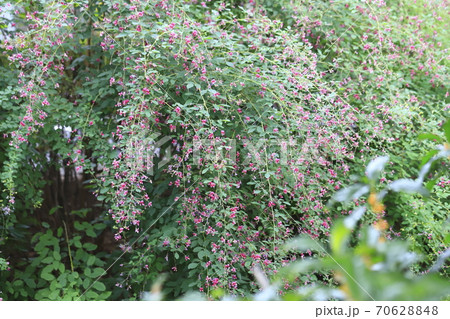 水辺に咲く萩の花 水辺に咲く萩の花 70628848
