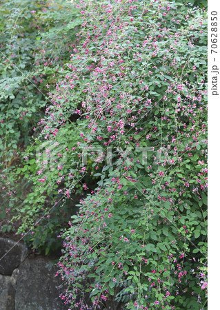 水辺に咲く萩の花 水辺に咲く萩の花 70628850