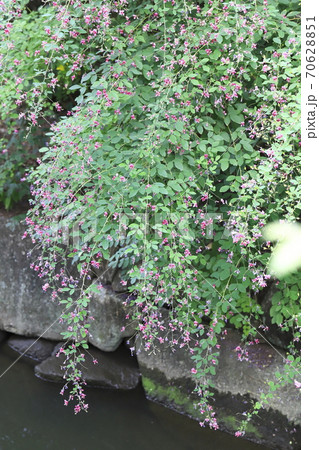 水辺に咲く萩の花 水辺に咲く萩の花 70628851