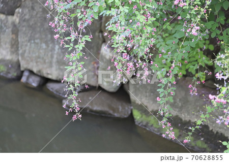 水辺に咲く萩の花 水辺に咲く萩の花 70628855