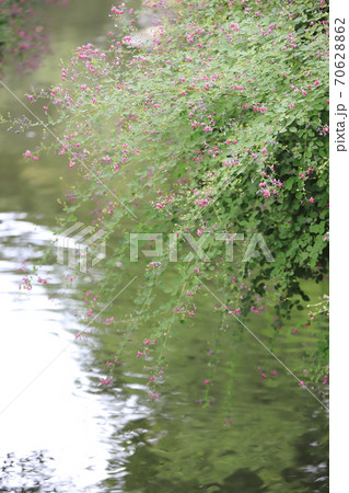水辺に咲く萩の花 水辺に咲く萩の花 70628862