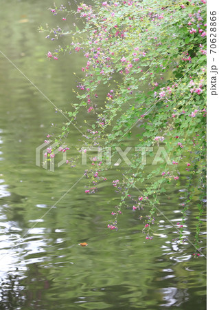 水辺に咲く萩の花　 70628866