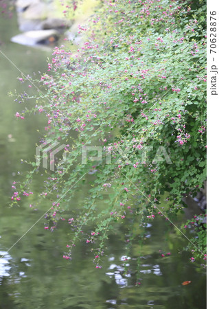 水辺に咲く萩の花 水辺に咲く萩の花 70628876