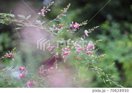 萩の花 クローズアップの写真素材