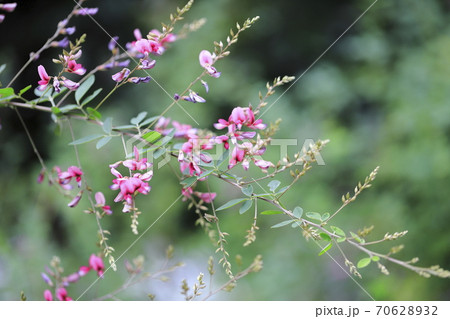 萩の花　クローズアップ 70628932