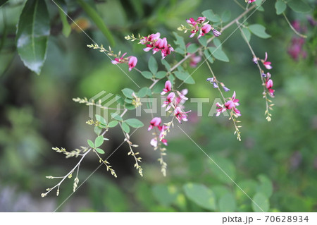 萩の花 クローズアップ 萩の花 クローズアップ 70628934