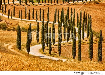 Cypress trees valley Orcia Tuscany landscape Italy landmark Cypress trees valley Orcia Tuscany landscape Italy landmark 70629020