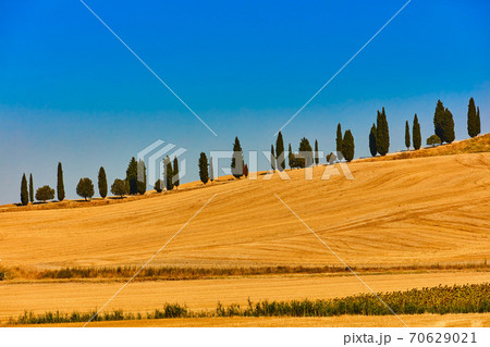 Cypress trees hill valley Orcia Tuscany landscape Italy landmark Cypress trees hill valley Orcia Tuscany landscape Italy landmark 70629021
