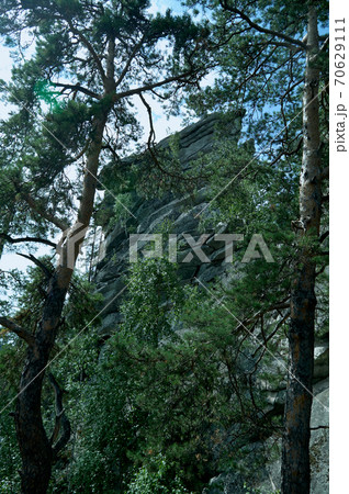 Rock wall in pine forest. Sunny summer day Rock wall in pine forest. Sunny summer day 70629111