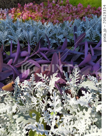 A group of tradescantia and cineraria, a bright summer bloom in the Kiev park. Postcard 70629354