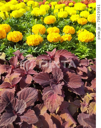 Coleus, marigold in landscape design. Autumn plants decorating the garden, backdrop background Coleus, marigold in landscape design. Autumn plants decorating the garden, backdrop background 70629361
