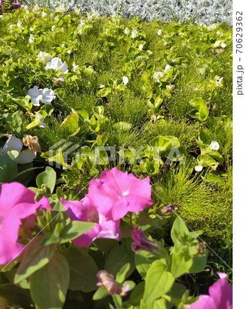 Floral design bright background of begonia plant with pink flowers closeup. Gardening and landscaping in summer Floral design bright background of begonia plant with pink flowers closeup. Gardening and landscaping in summer 70629362