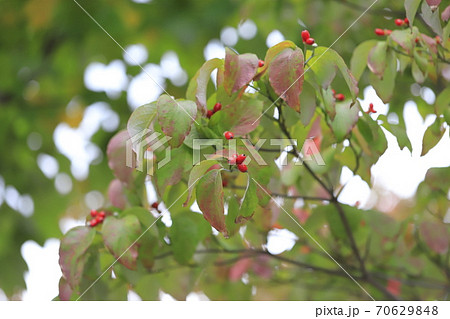 秋のハナミズキと赤い実 秋のハナミズキと赤い実 70629848