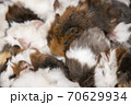 Background of Gatsby Rat 70629934