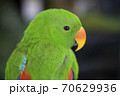 Close-Up on Eclectus Parrot 70629936