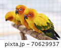 Sun Conure Parrots 70629937
