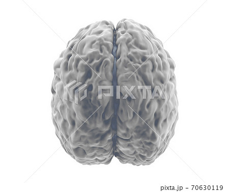 Gray Human Brain Model Isolated On White のイラスト素材