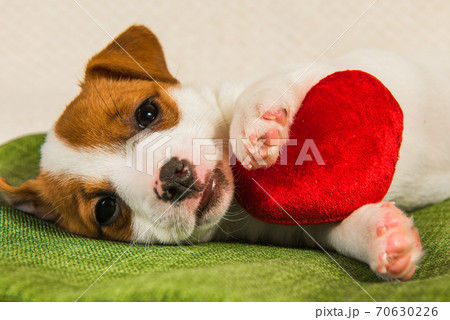 Jack Russell Terrier dog puppy with red heart Jack Russell Terrier dog puppy with red heart 70630226