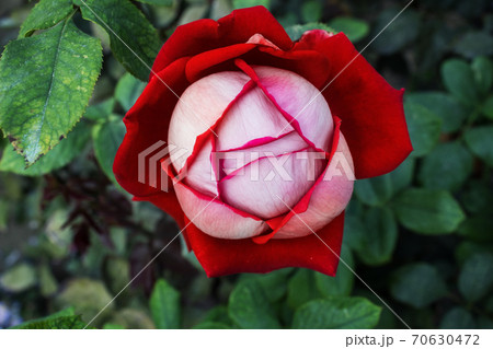 Close-up beautiful rose with soft blurred focus on green background. Red rose on green background for Valentine Day. Close-up beautiful rose with soft blurred focus on green background. Red rose on green background for Valentine Day. 70630472