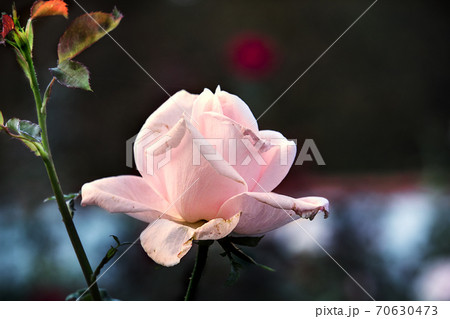 Beautiful pink rose with soft blurred focus. Pink rose on green background for Valentine Day 70630473
