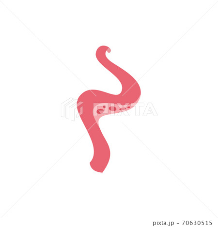 Tentacle of octopus or cuttlefish a vector isolated cartoon flat illustration Tentacle of octopus or cuttlefish a vector isolated cartoon flat illustration 70630515