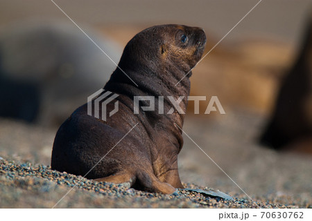 Sea lions baby Patagonia Argentina 70630762