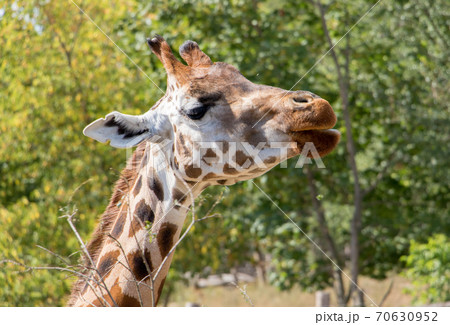 The portrait of Rothschild giraffe (Giraffa camelopardalis rothschildi). The portrait of Rothschild giraffe (Giraffa camelopardalis rothschildi). 70630952