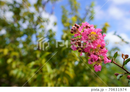 サルスベリ 百日紅(鹿児島県 奄美群島 沖永良部島) サルスベリ 百日紅(鹿児島県 奄美群島 沖永良部島) 70631974
