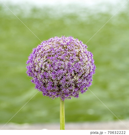 アリウム ギガンテウムの花の写真素材 アリウム ギガンテウムの花の写真素材