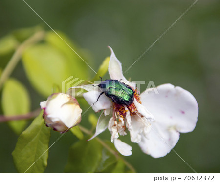 Large green bronze beetle feeds on rose petals. Large green bronze beetle feeds on rose petals. 70632372