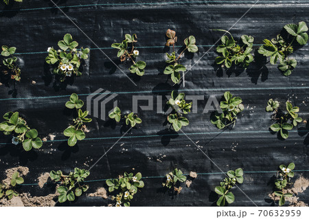 A bed under a black film with flowering and fruiting strawberry bushes.Sprouts strawberries in the garden under agropolitan 70632959