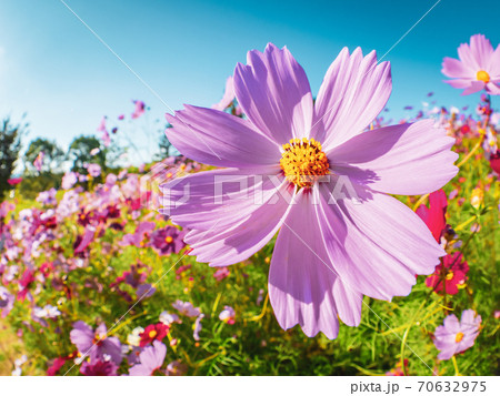 秋 ピンク色のコスモスの花が青空の下で咲いている様子 自然風景の写真素材