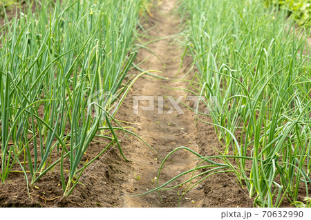 Onion plantation in the vegetable garden.Green onions growing in the ground of the garden in the village Onion plantation in the vegetable garden.Green onions growing in the ground of the garden in the village 70632990
