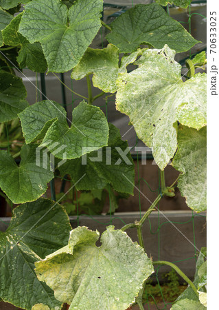 自然感染下におけるキュウリうどんこ病に対する品種間差（左：抵抗性品種、右；感受性品種） 70633025