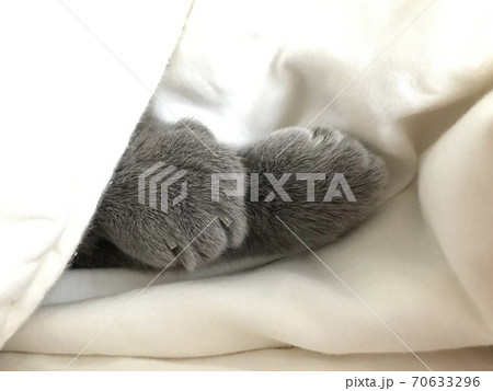猫のかわいい、美しい足 70633296