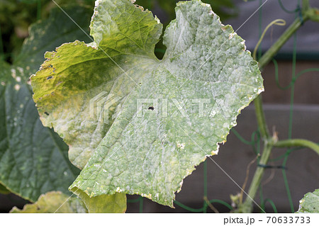 うどんこ病に激しく侵されたキュウリの葉の写真素材