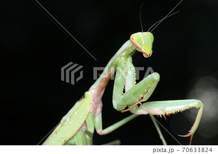 ムネアカハラビロカマキリ 70633824