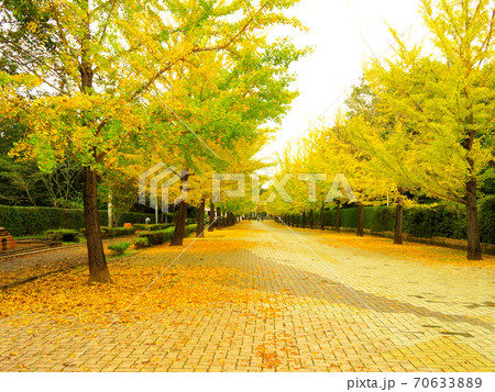 ミューズパーク 銀杏並木 ミューズパーク 銀杏並木 70633889