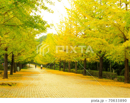 ミューズパーク 銀杏並木 ミューズパーク 銀杏並木 70633890