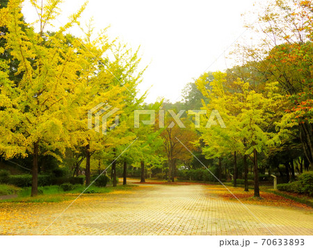 ミューズパーク　　銀杏並木 70633893