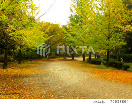 ミューズパーク　　銀杏並木 70633894