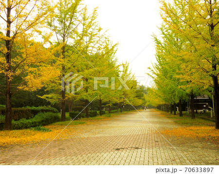 ミューズパーク 銀杏並木 ミューズパーク 銀杏並木 70633897