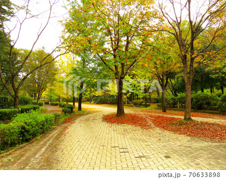 ミューズパーク　　銀杏並木 70633898