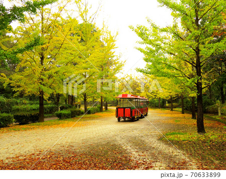 ミューズパーク　　銀杏並木 70633899