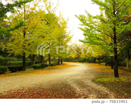 ミューズパーク 銀杏並木 ミューズパーク 銀杏並木 70633901