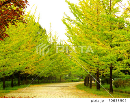 ミューズパーク　　銀杏並木 70633905