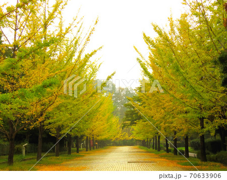 ミューズパーク　　銀杏並木 70633906