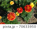 マリーゴールド 70633950