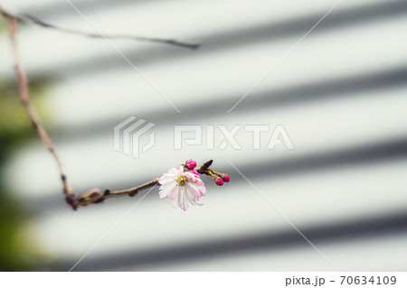 花が4月上旬頃と10月頃の年2回開花する十月桜、都心のビルをバックに咲くピンクの可愛い花 花が4月上旬頃と10月頃の年2回開花する十月桜、都心のビルをバックに咲くピンクの可愛い花 70634109